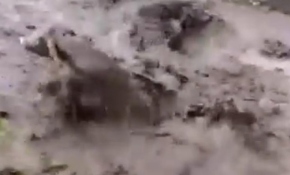 Sele kapılan dananın sürüklenme anı kamerada