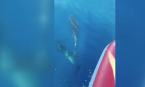 Yunuslar, cankurtaran ekibine arkadaş oldu