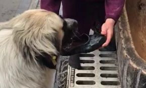 Yaşlı kadın ayakkabısı ile köpeğe su içirdi