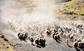 15 kilometrelik tozlu yolculuk süt sağımıyla son buluyor