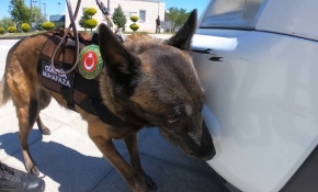 Hassas burunlar kaçakçılığa geçit vermiyor