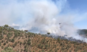 Muğla'da ormanlık alanda yangın