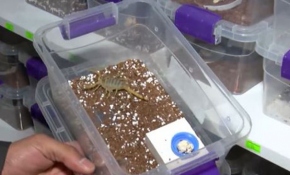 Malatyalı girişimci akrep zehri ihracatına hazırlanıyor