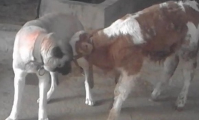 Annesi ölen danayı köpek emziriyor