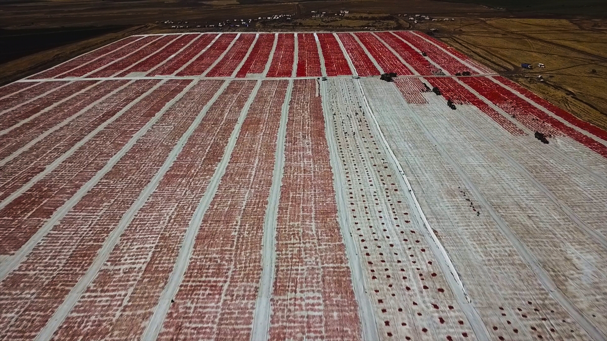 Traktör ve römorklarla toprak zemin üstüne serilmiş beyaz örtüyle kaplı alana getirilen domates kasaları, işçiler tarafından ikiye bölünerek seriliyor.