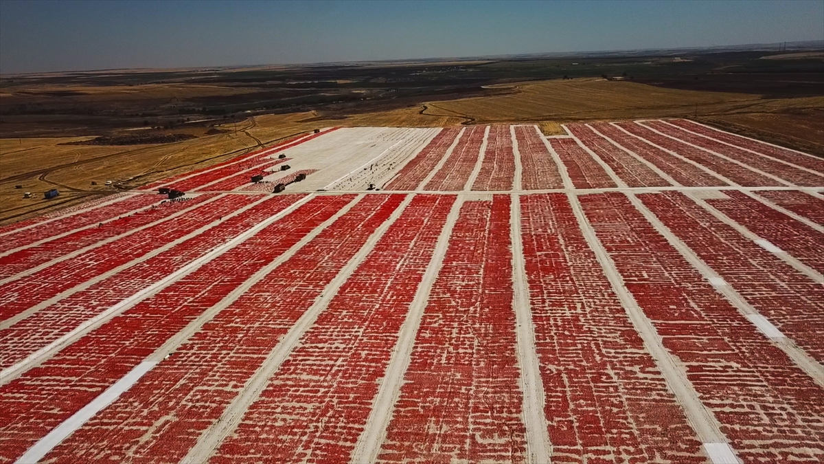 Kükürt veya tuz serpilen domatesler, yaklaşık bir hafta güneş altında bekletilerek kurutuluyor ve işlenmek, ayrıştırılmak üzere fabrikaya gönderiliyor.