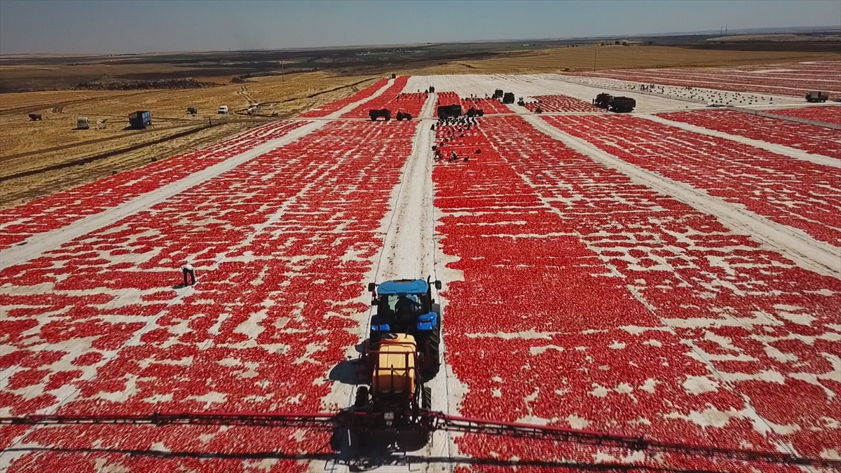 Fabrikada işçiler tarafından ayıklanan kurutulmuş domatesler, özenle torbalanarak soğutuculara istifleniyor.