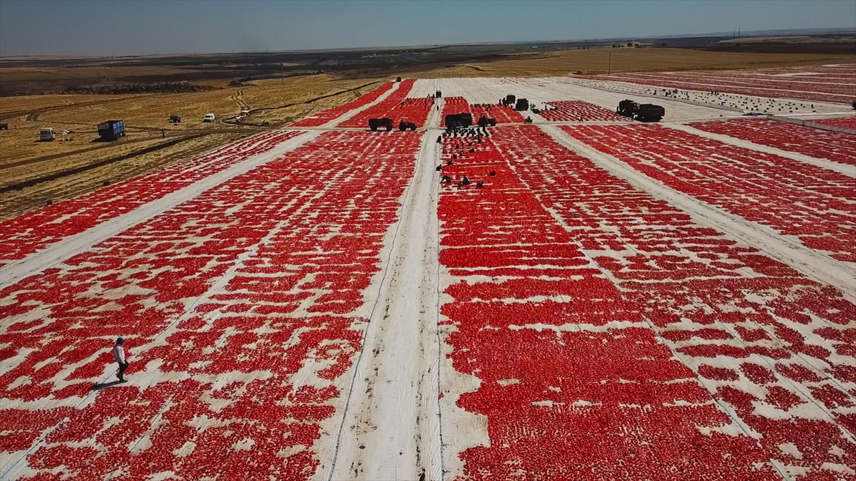 Domatesin yaklaşık 6 ay süren yolculuğu sırasında binlerce işçi istihdam edilirken Şanlıurfa`nın kuru domates sektörünün yaklaşık yüzde 10`luk kısmını karşıladığı belirtiliyor.
