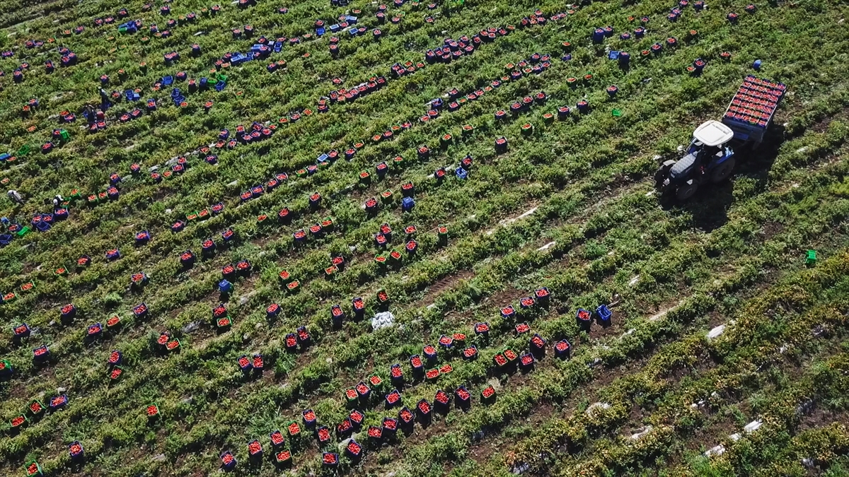 Yılda 500 ton ihraç ediliyor
