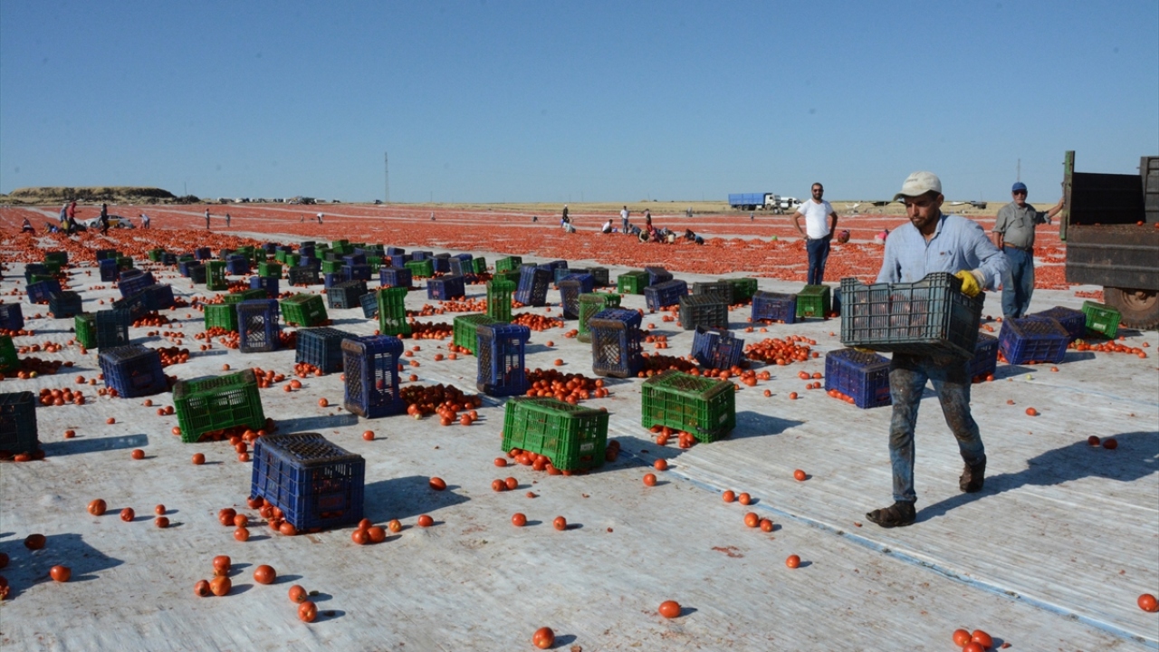 İlçede bin 500 dönüm tarlada domates üretimi yapılırken, 300 dönüm alan üzerine kurulan sergide günlük 350 ton domates kesiliyor.