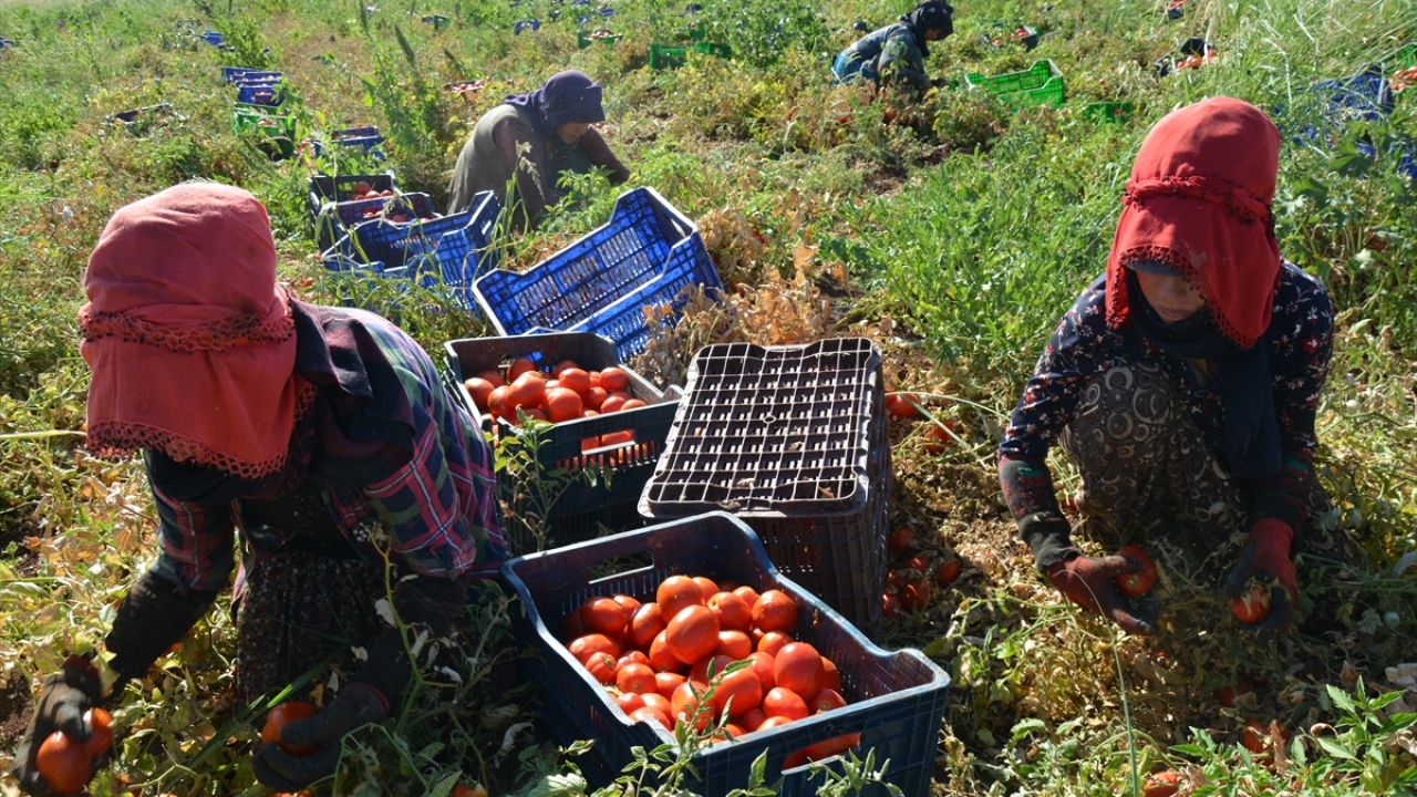 İlçedeki bir domates üretim tesisinin sorumlusu Erdal Vurgun, yaklaşık 5 yıl önce domates yetiştiriciliği yapmaya başladıklarını anlattı.