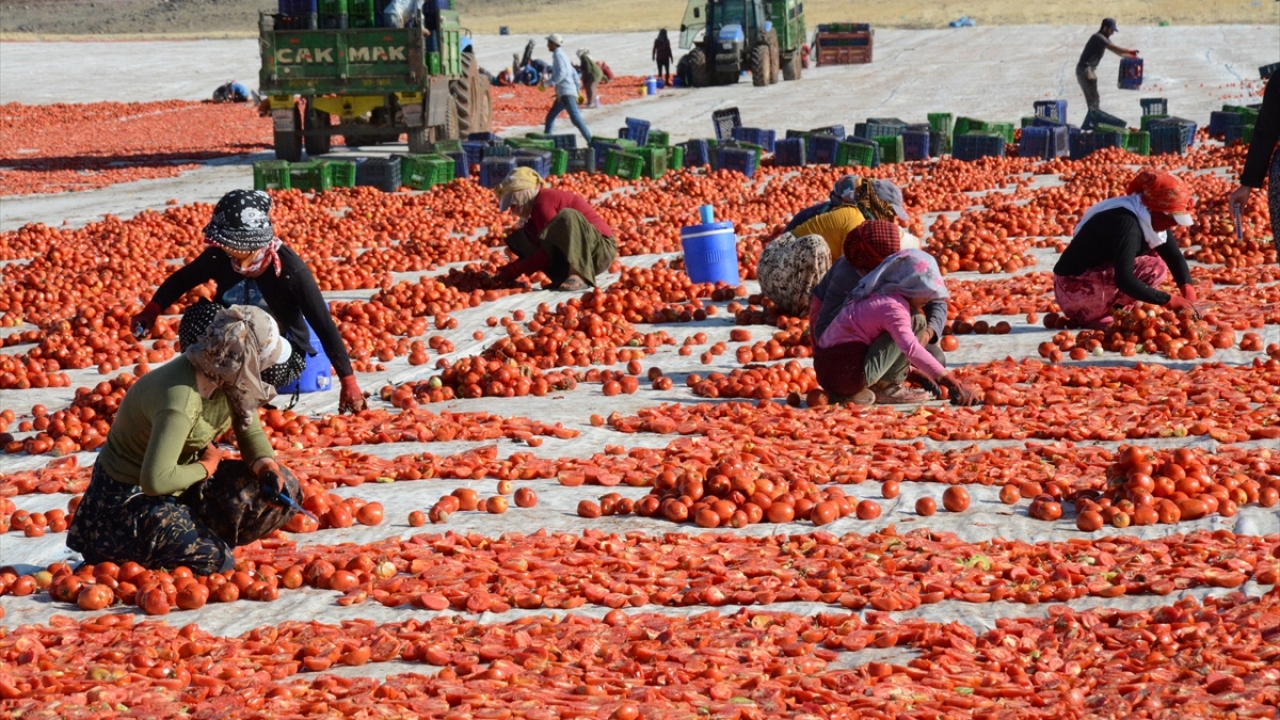Vurgun, yaklaşık 6-7 aylık bir süreçte binlerce kişiye iş imkanı sağladıklarını dile getirerek, yıllık ortalama 500 ton kuru domates ihracatı yaptıklarını sözlerine ekledi.