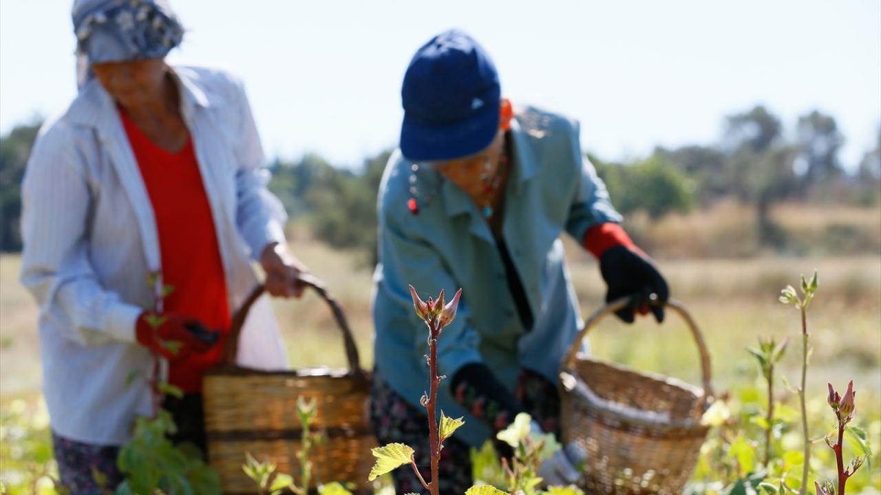 Genellikle kadınlar tarafından hasat edilen bamyada bu yıl yaklaşık 1500 ton rekolte bekleniyor. Vücutla temas ettiğinde kaşındıran yaprakları nedeniyle zorlu geçen hasat sürecinde çalışanları sıcak da zorluyor. 