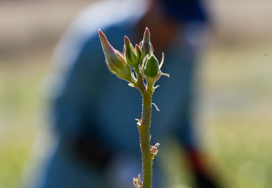 Mayıs ayından itibaren sofralarda yerini almaya başlayan kınalı bamyanın kilogramı pazarda 25 liraya kadar çıkıyor. 