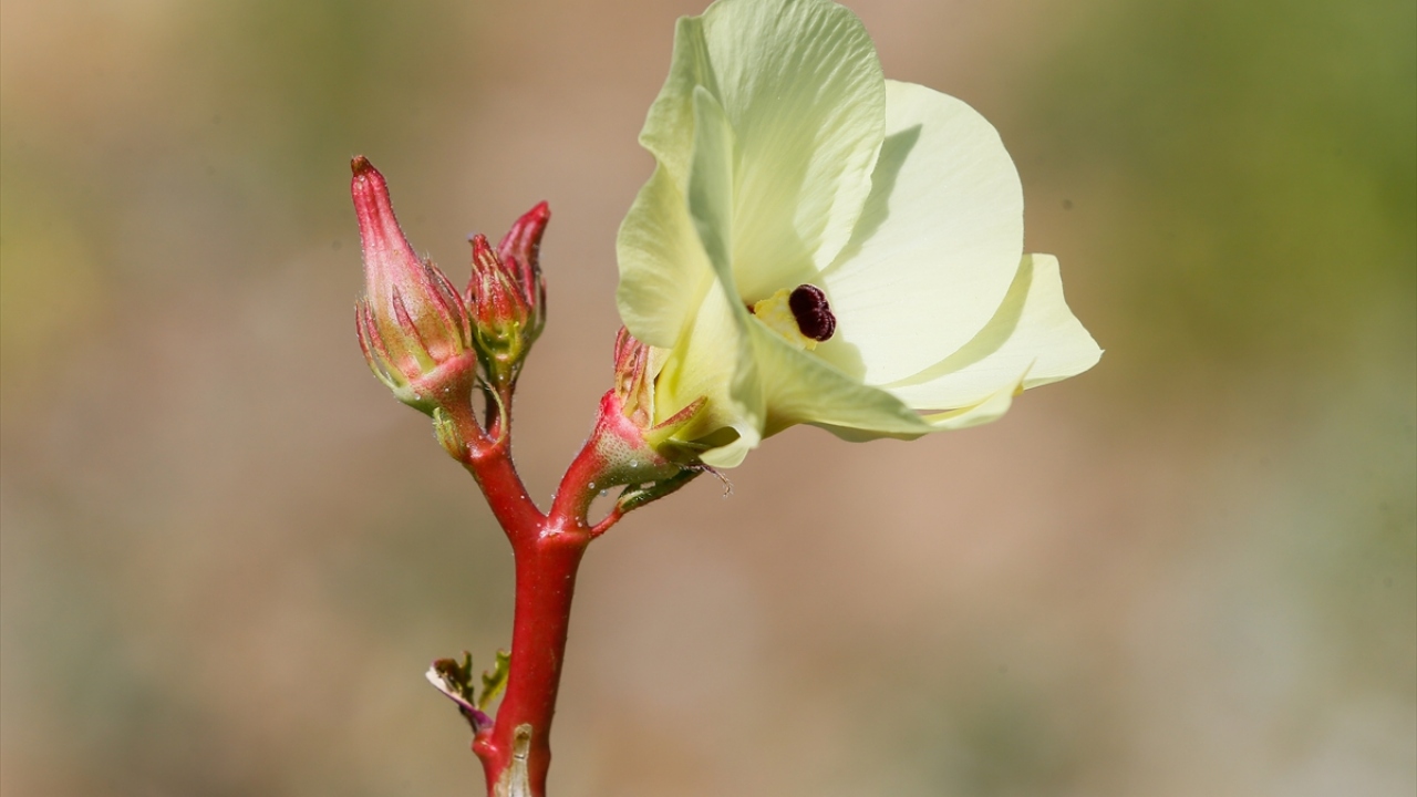 Bu sezon rekoltesi ve fiyatıyla üreticileri sevindiren kınalı bamya, genellikle Ege Bölgesi`nde tüketiliyor, az da olsa İstanbul ve Ankara gibi şehirlere de gönderiliyor. 