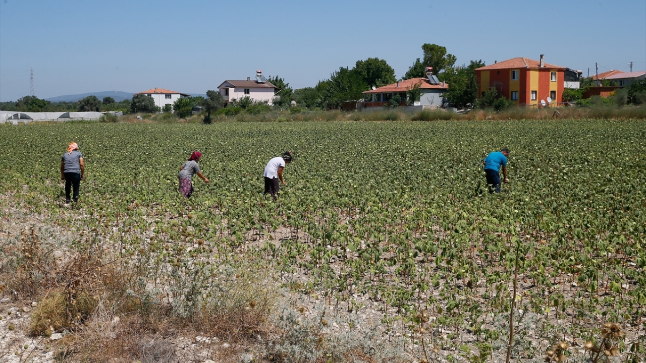 Hasat esnasında eldiven kullanmak zorunda olduklarını kaydeden Tekin, bamya kaşıntısına da en iyi ilacın toprak olduğunu söyledi. 