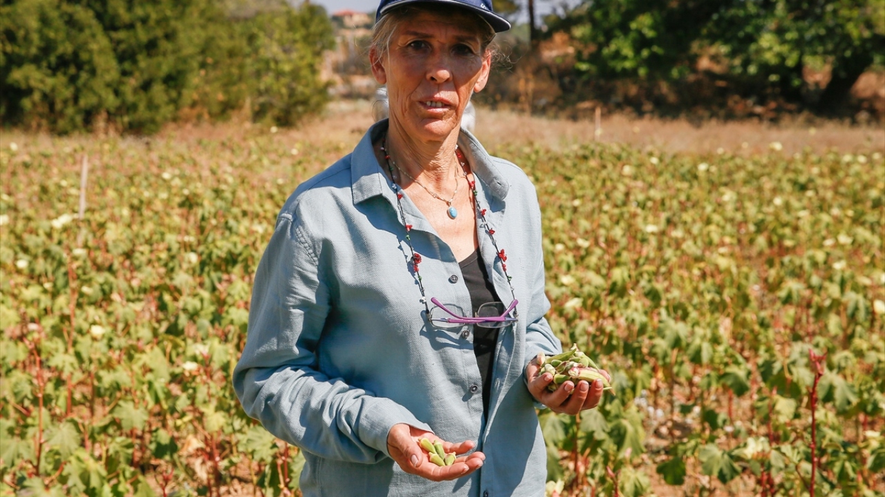 Uzun yıllardır kınalı bamya üreticiliği yapan Rahime Tekin ise bamyanın çıplak elle toplanamadığını belirtti. 