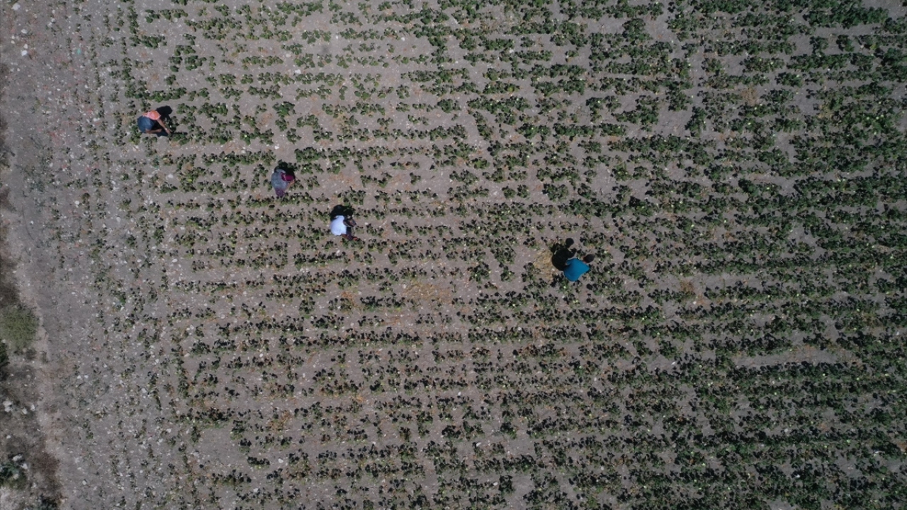 "Fiyatı 20 liradan aşağı düşmedi" 