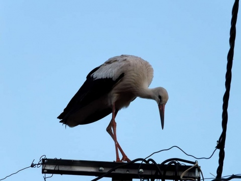 "Leylekler akıma kapılmasın" diye mahallelerin elektriği kesildi