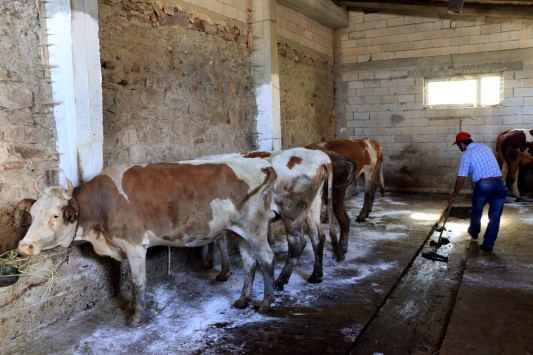 Devletten aldığı hibeyle başladığı besicilikle ailesinin geçimini sağlıyor