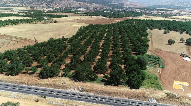 Babadan kalma 500 kayısı ağacına özenle bakarak örnek kadın çiftçi oldu