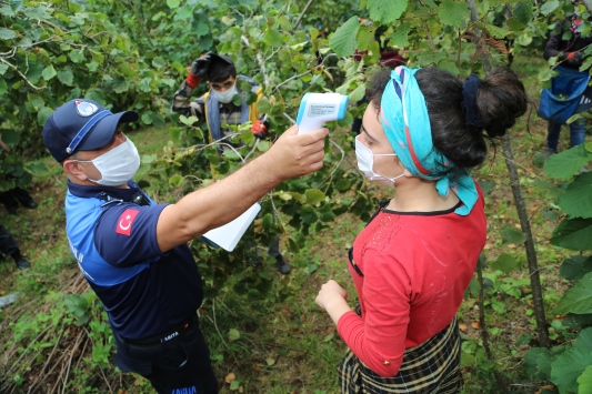 Ordu'da fındık işçilerine Kovid-19 denetimi