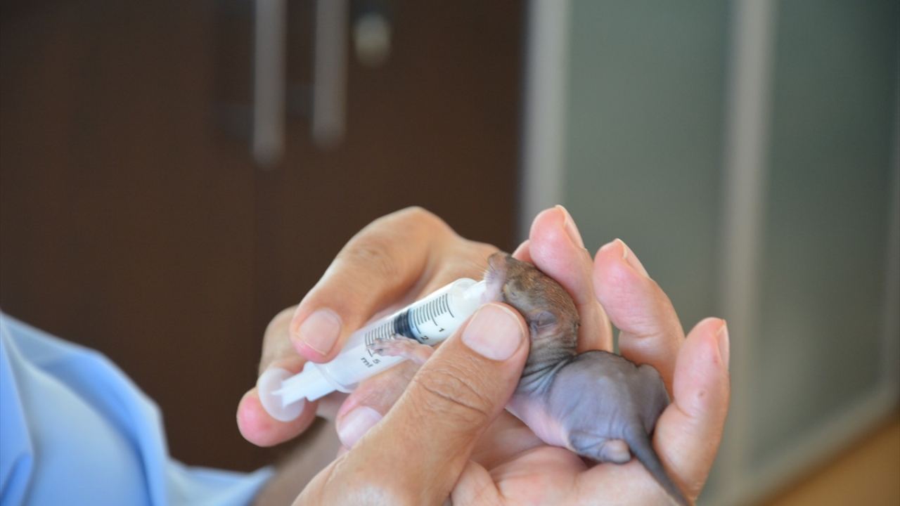 Sabah bahçesinde iki yavru sincabın olduğunu gören ev sahibi, anne sincabın yuvaya dönmediğini fark etti.