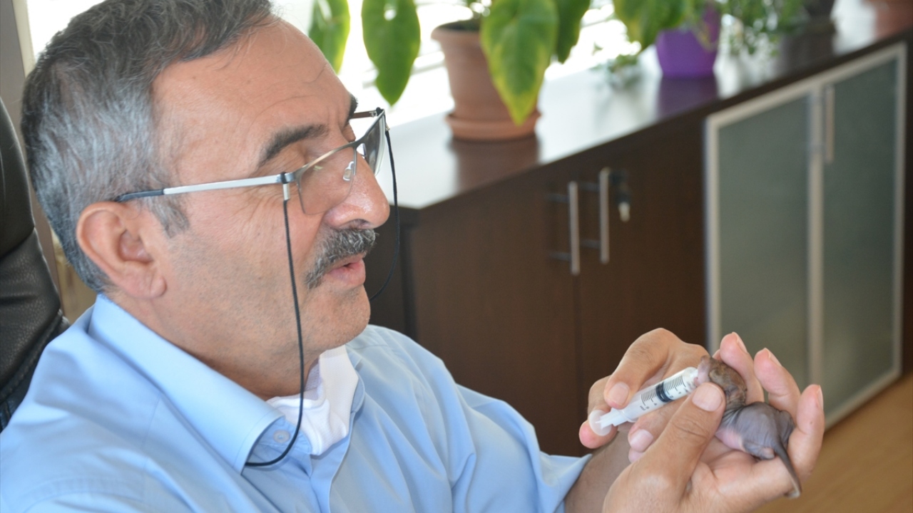 Ev sahibi, yavrulara bakamayacağını düşünerek hayvanları telef olmamaları için Akçakoca Orman İşletme Müdürlüğüne teslim etti.