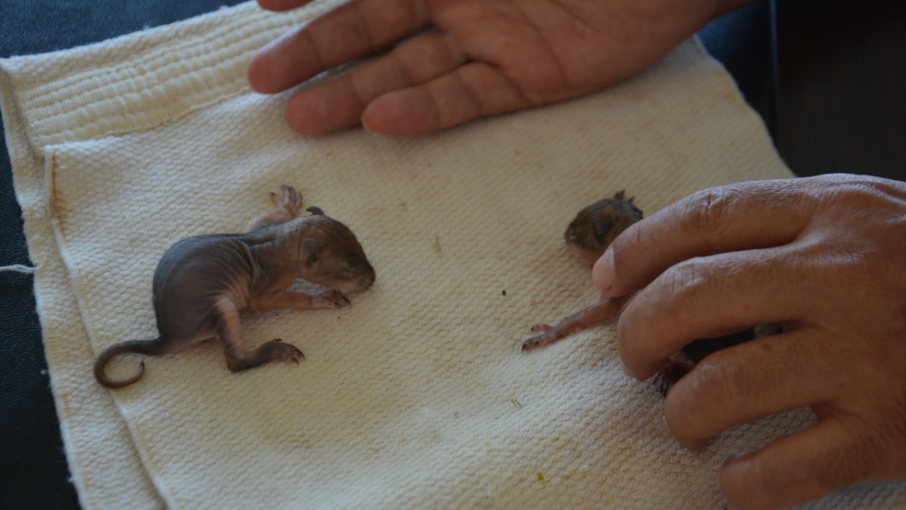 İki yavrunun bakımını üstlenen İlçe Orman İşletme Müdürü Zafer Ekinci, enjektörle süt vererek beslediği hayvanları odasında yanından ayırmıyor.