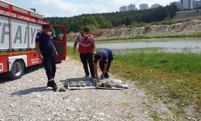 Bahçede mahsur kalan 50 kaplumbağa ölmek üzereyken kurtarıldı