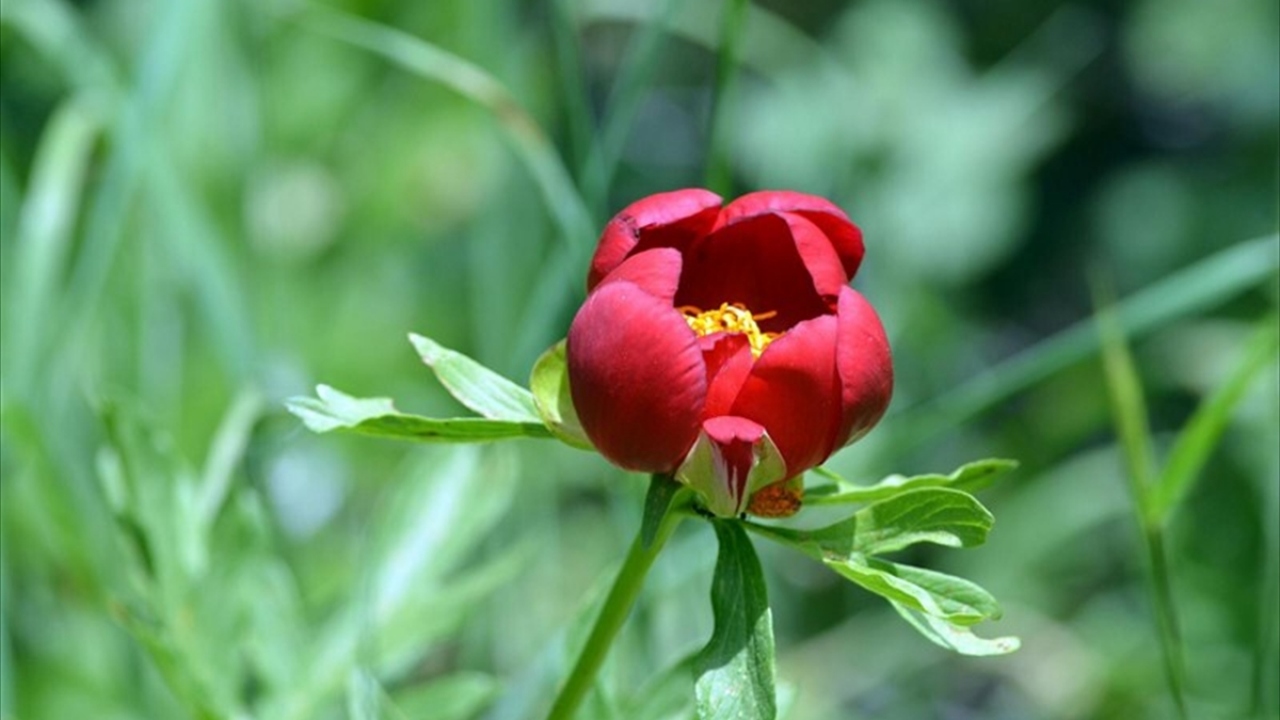 Halk arasında "İtecik Lalesi" olarak bilinen ve her yıl bahar aylarında açan çiçeğin koruma altında olduğunu anımsatan Kocabıyık, şu bilgileri verdi: