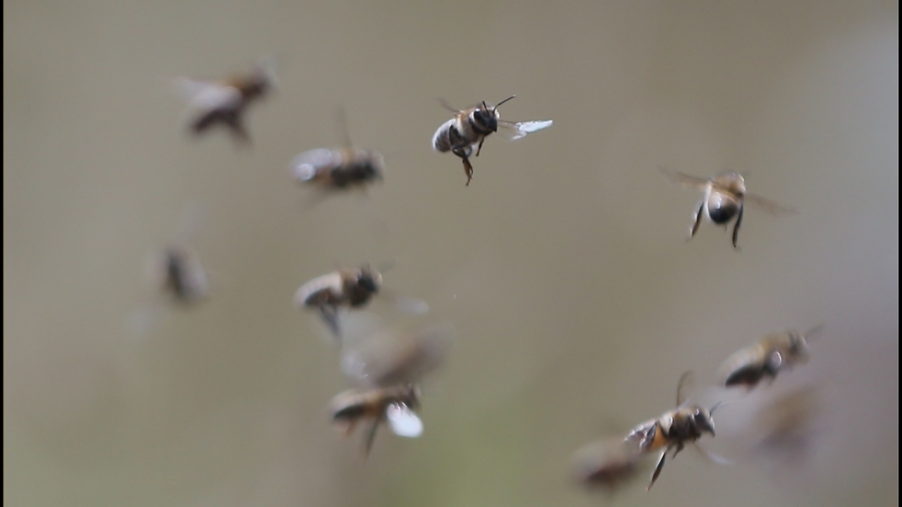 Kekeçoğlu, DAGEM araştırmacıları olarak arılar ve arı ürünleri hakkında 2011 yılından bu yana birçok çalışma yaptıklarını dile getirerek, şunları kaydetti: