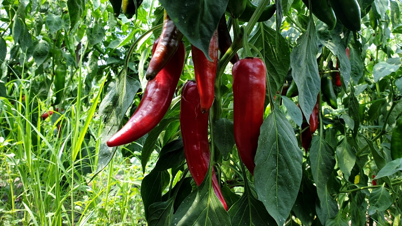 Türk mutfağında yemeklere rengi ve aromasıyla farklı bir lezzet katan kırmızı biber, imece usulüyle dalından sofralara zahmetli bir yolculuğun ardından salça olarak sofralara geliyor.