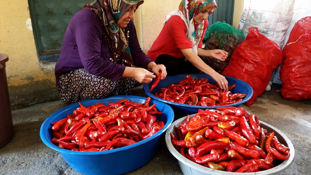 Osmaniye`de her yıl ağustos ve eylül aylarında hasat edilmeye başlanan kırmızı biberler, geleneksel yöntemlerle kadınların elinde salçaya dönüştürülüyor.