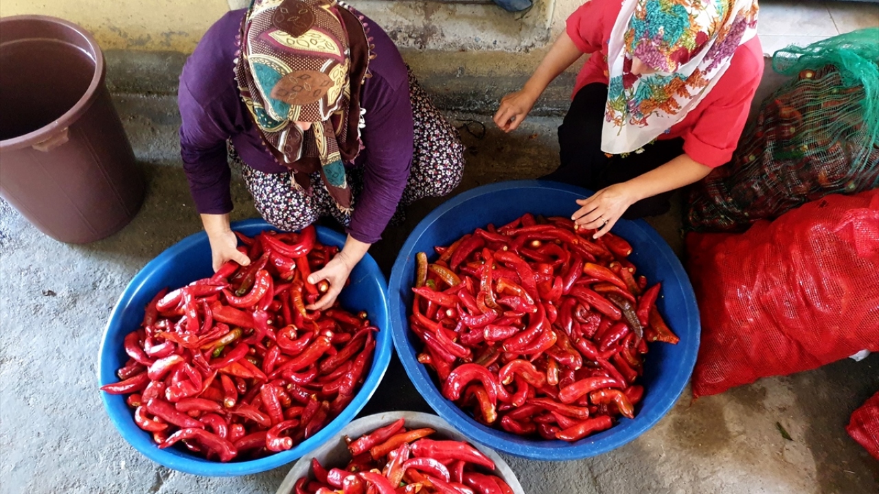 Daha sonra leğenlere doldurulup tuzlanan biberler, suyunu çekmesi için evlerin damlarına ya da avlusuna bırakılıyor.