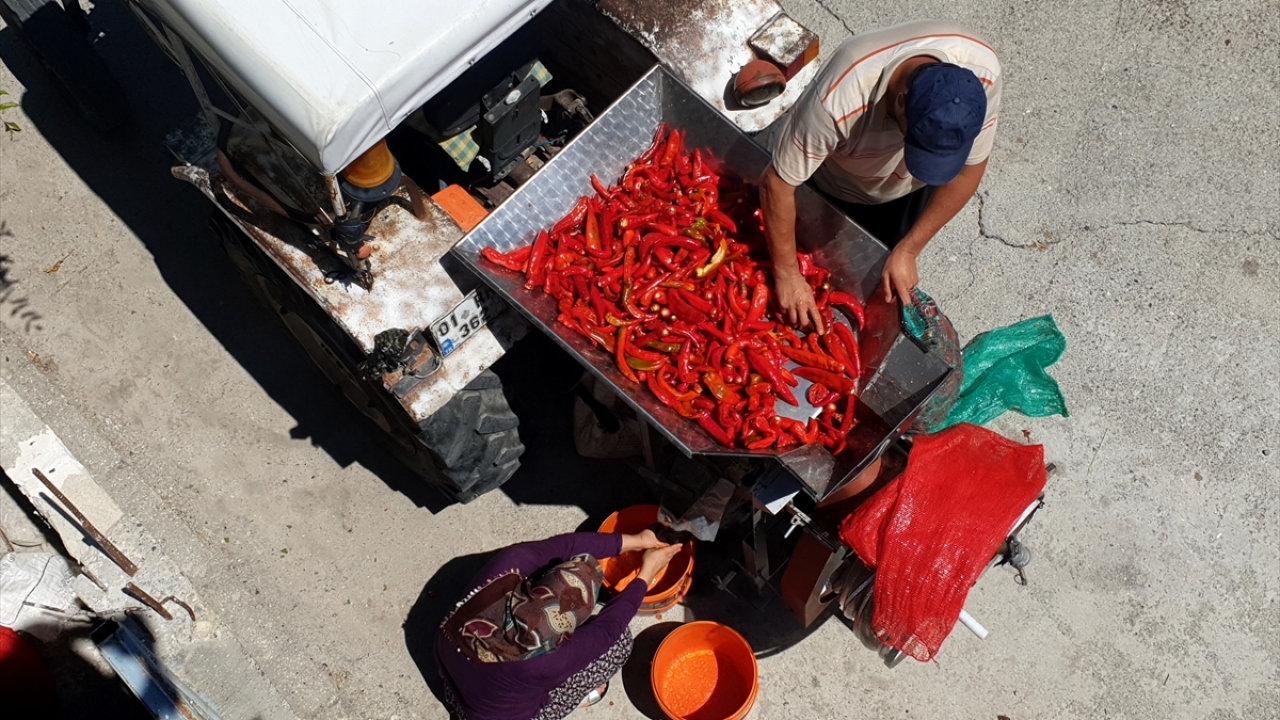 Tarladan toplanıp yıkanan biberler, çekirdeklerinin çıkarılmasının ardından özel makinelerde çekiliyor. 