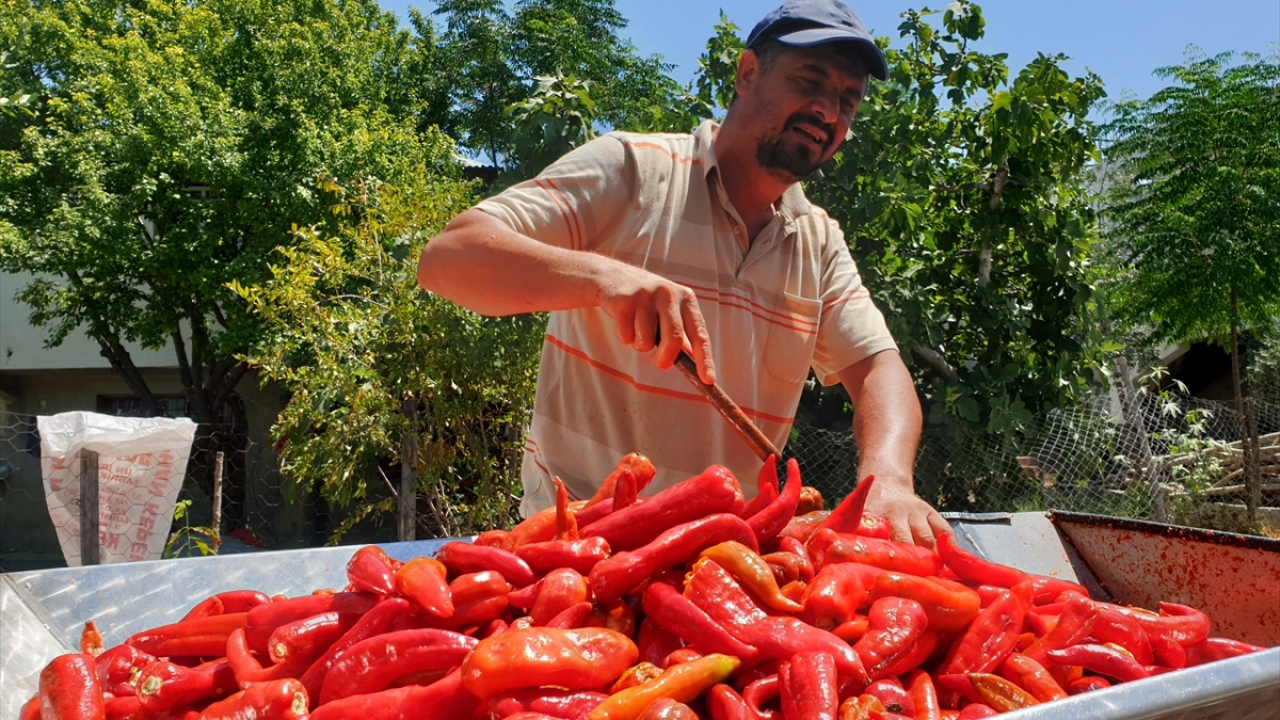 Kadirli Ziraat Odası Başkanı Hanifi İspir, yaptığı açıklamada, hasadına başlanan kırmızı biberin zahmetli bir yolculuğun ardından mutfaklara salça olarak geldiğini söyledi. 
