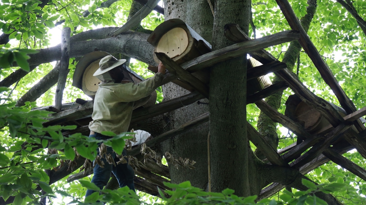 Artvin`in bitki çeşitliliği bakımından en zengin bölgeleri arasına olan Murgul Kabaca köyü vadisi de arıcılara ev sahipliği yapıyor.