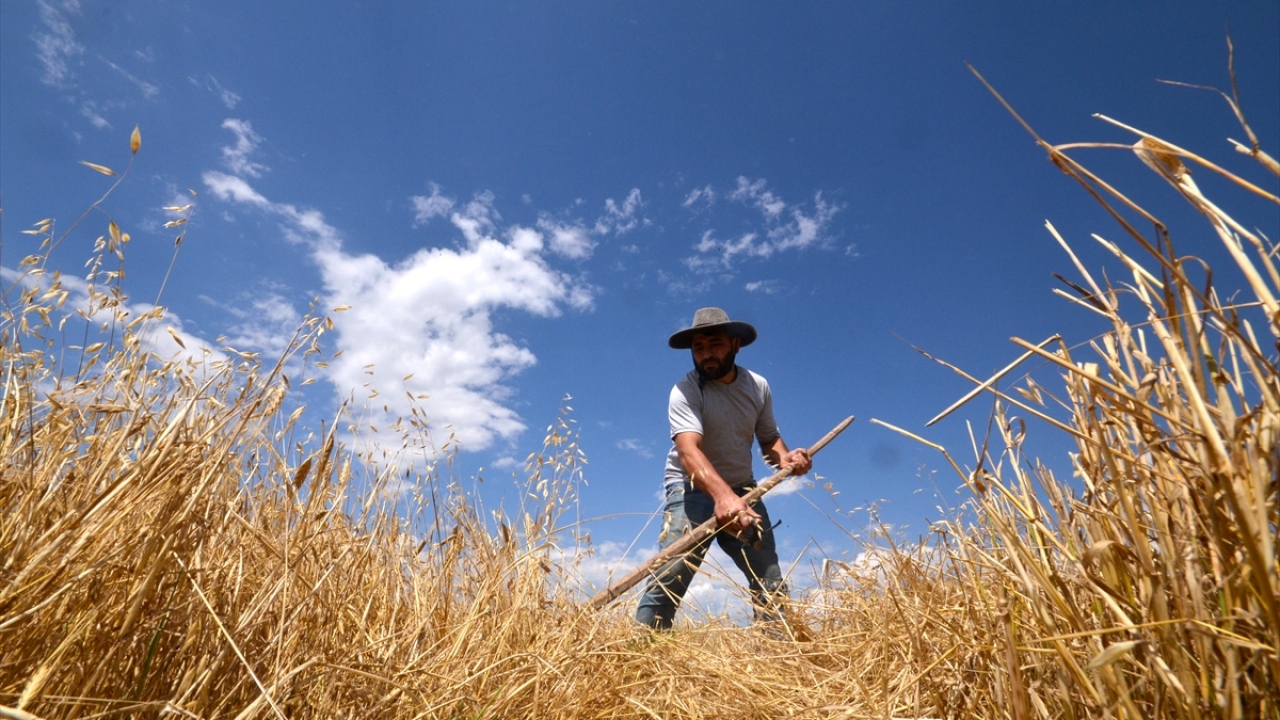 Çiftçilerin bazıları ise hasat sırasında tarlalarında yüz yılardır süregelen geleneksel yöntemlerde kullanılan tırpan, at tırmığı gibi tarım aletlerini de arazinin eğim durumuna göre kullanmayı tercih ediyor.