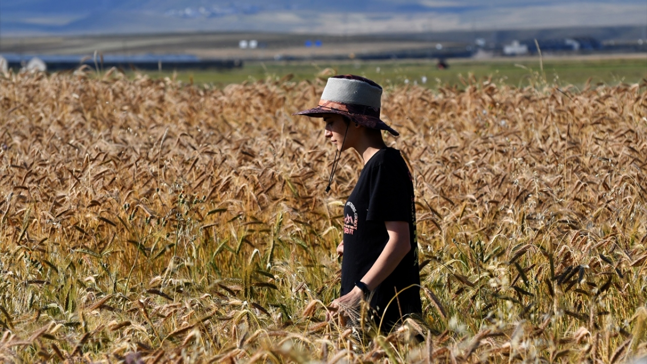 Bazı çiftçiler tırpanla ekin biçme geleneğini yaşatıyor