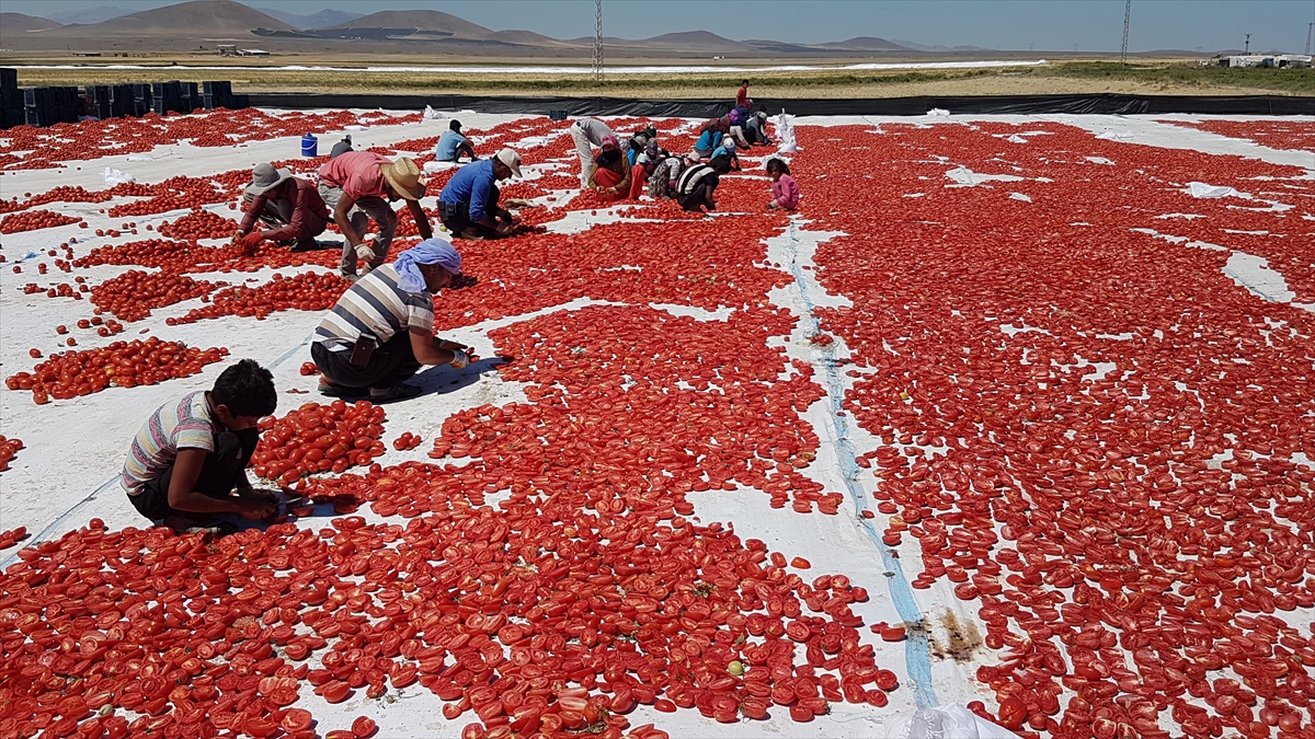 Bor ilçesine bağlı Çukurkuyu beldesinde üretilen kurutmalık domateslerin hasadı devam ediyor. Toplanan domatesler yaklaşık 500 dekar alana serilerek güneşte kurutuluyor.