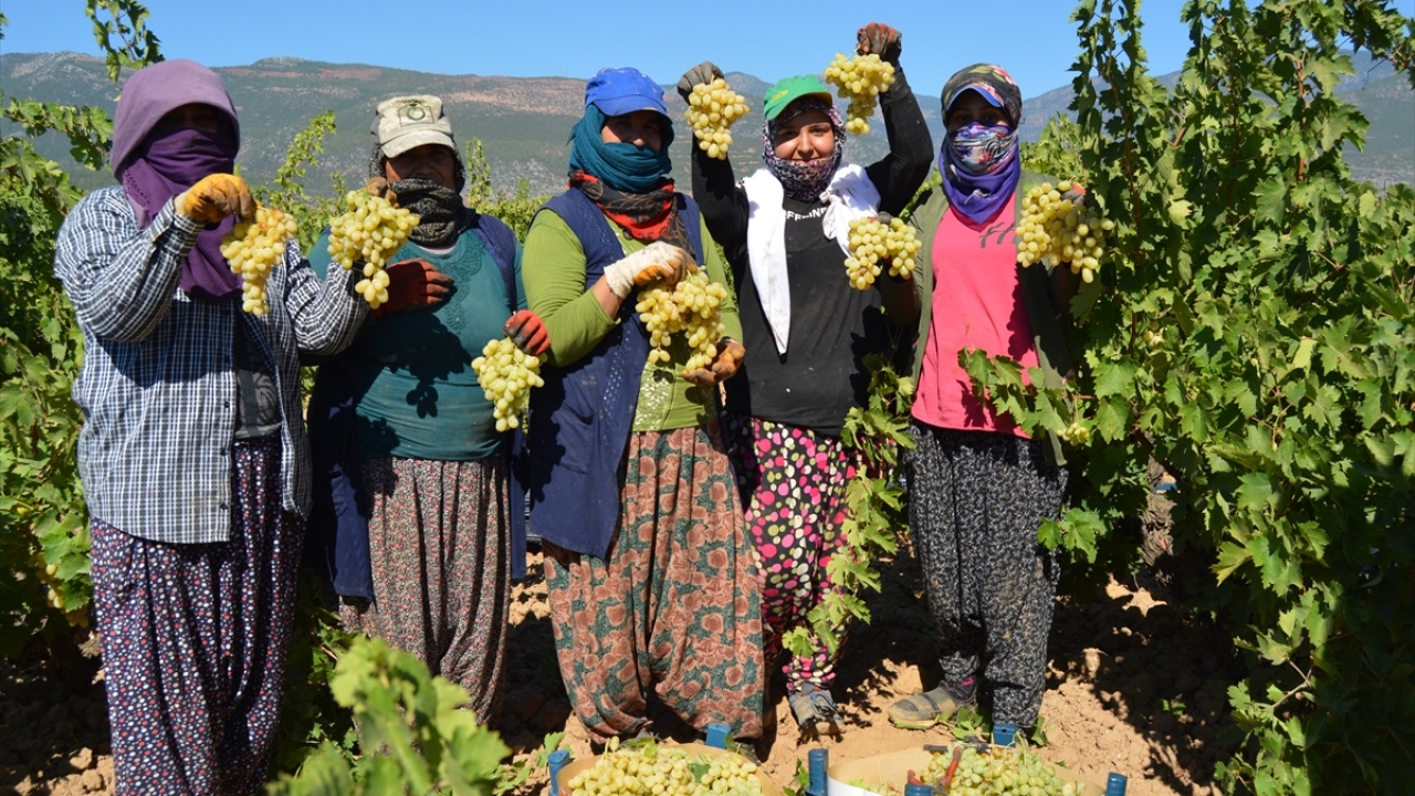 İlçeye bağlı Altınüzüm, Boğaziçi ve Yeşilyurt başta olmak üzere 15 mahallede "Antep karası", "hatun parmağı", "kardinal" ve "sultani" üzümlerinin hasadı yapılıyor.