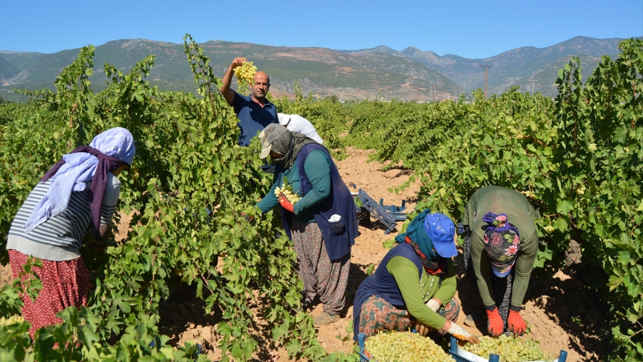 Ovadaki 50 bin dekarlık alanda tarım işçileri tarafından toplanan yöreye özgü üzümler, ilçede soğuk hava depolarında paketlendikten sonra yurdun dört bir yanına gönderiliyor.