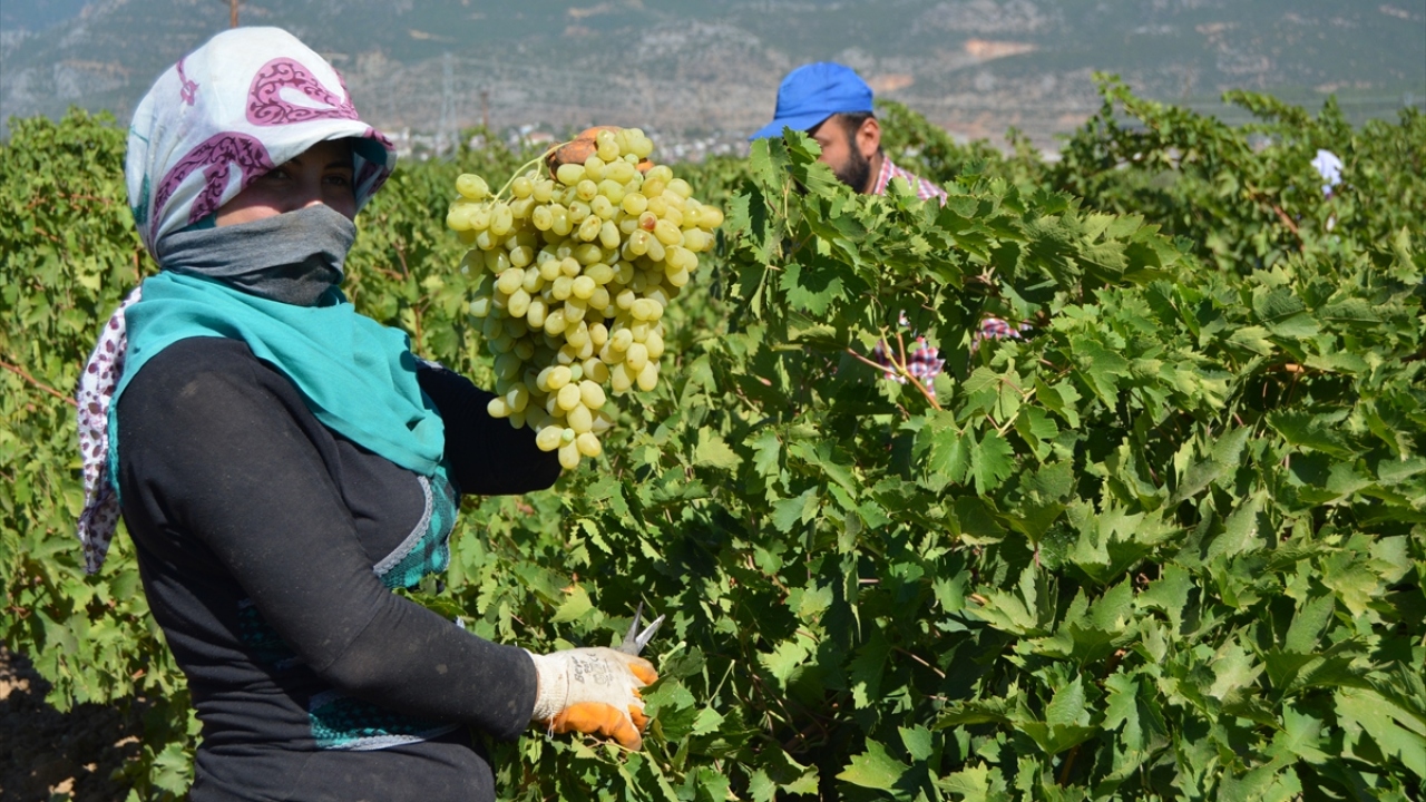 Toplanan üzümlerin yüzde 5`lik kısmı ise bazı Orta Doğu ülkelerine ihraç ediliyor.