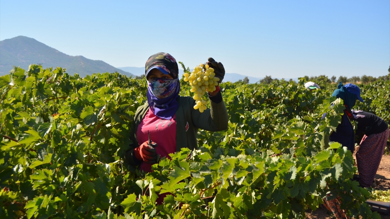 Geçen yıl 43 bin ton sofralık üzüm hasadının yapıldığı bölgede, bu sene rekoltenin 63 bin tona ulaşması bekleniyor.
