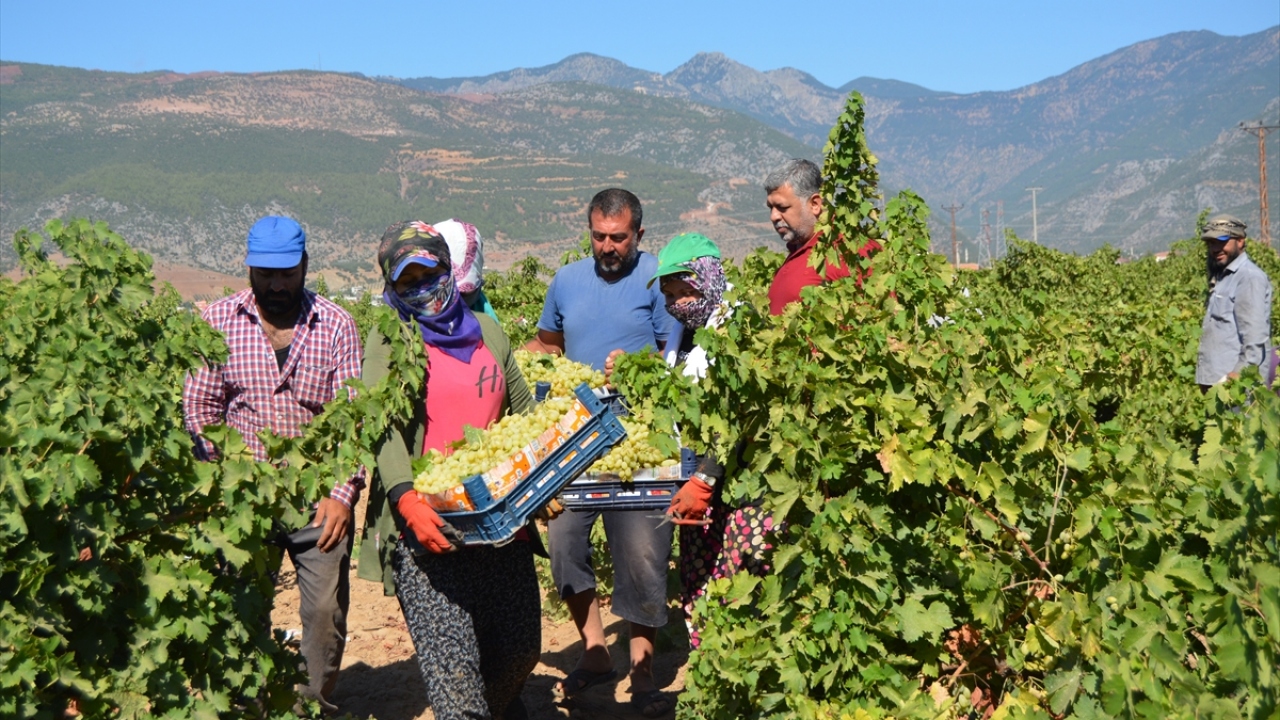 İslahiye Çiftçi Malları Koruma Başkanı Cemal Yıldırım, gazetecilere, ovada yöreye özgü üzümlerin olgunlaştığını belirterek, bu yıl rekoltenin en yüksek, kalitenin ise en iyisi olduğunu söyledi.
