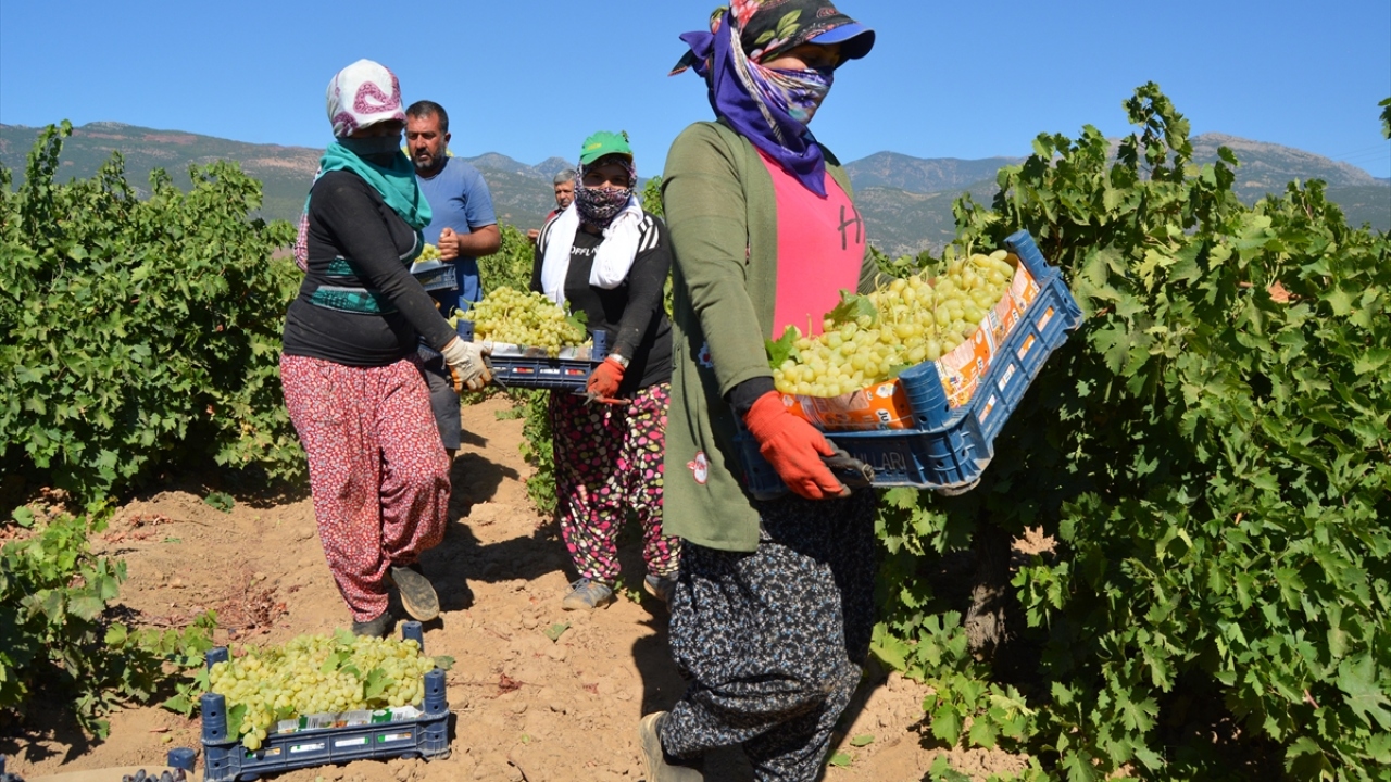Dursun, hasat için işçilerin sabahın erken saatlerinde bağa geldiklerini, bu iş için günlük 50 lire yevmiye aldıklarını anlattı.