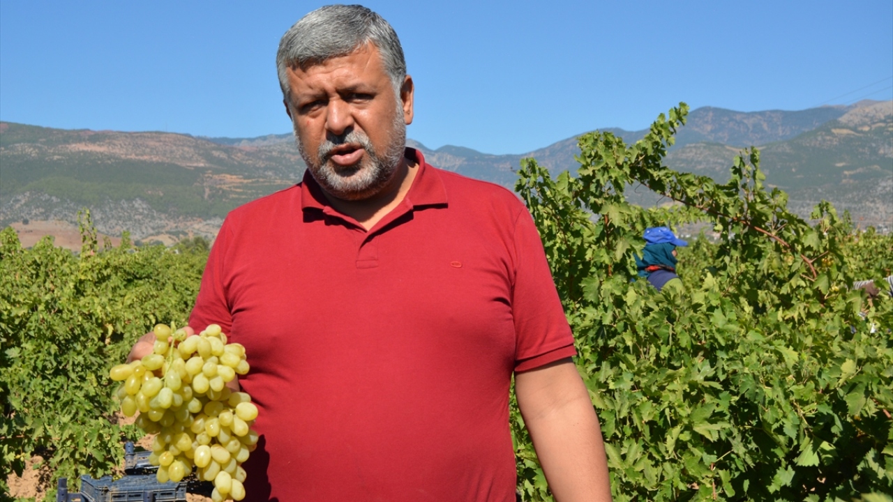 Üzüm üreticisi Murat Dursun ise geçen seneye göre daha fazla rekolte beklediklerini, 1,70 ila 2 lirasında satılan üzümün fiyatından ise memnun olmadıklarını ifade etti.