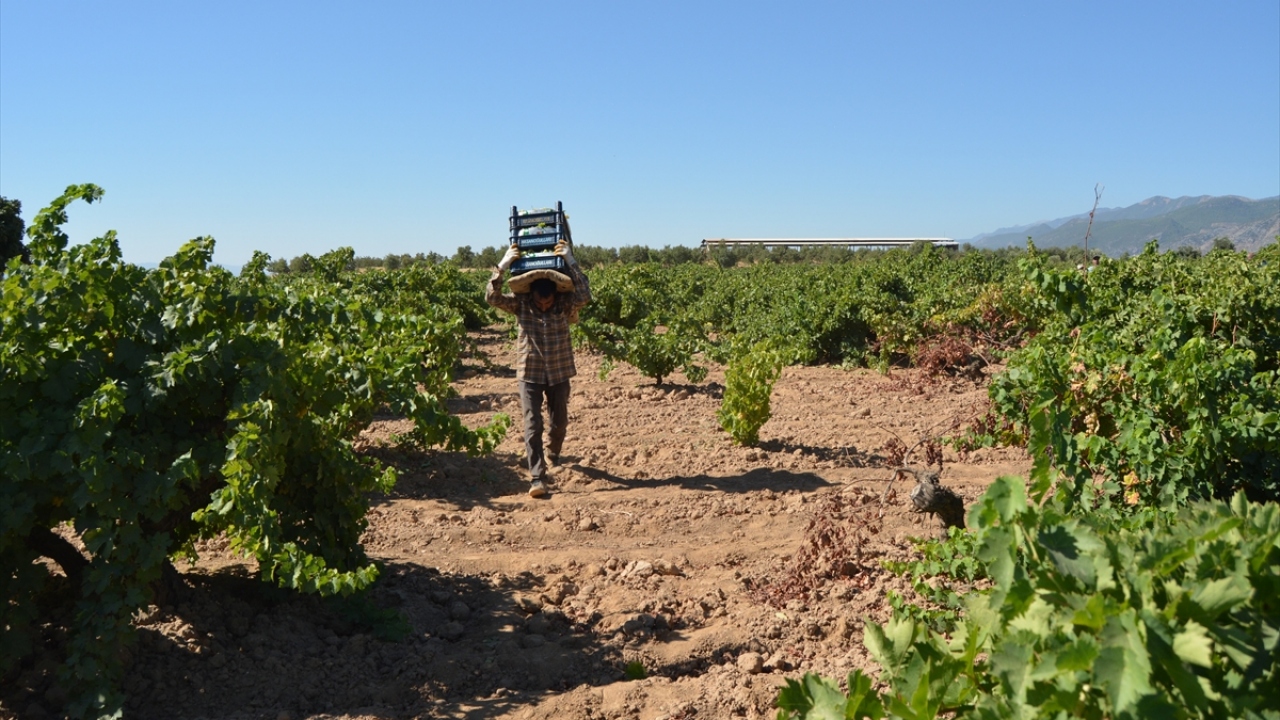 Niğde`den gelen tüccar Tekin Baş da İslahiye ilçesine yaklaşık 30 yıldır üzüm alımı yapmak için geldiğini, buradaki üzümün lezzetinin oldukça farklı olduğunu dile getirdi.