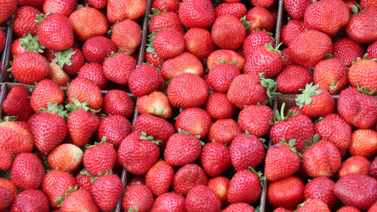 İlçe merkezine 16 kilometre uzaklıktaki 100 haneli köyün sakinlerinin en önemli geçim kaynağını, yaklaşık yarım asırdır yaptıkları çilek üretimi oluşturuyor.